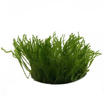 AnimalstoreXL Taxiphyllum sp. Spiky in vitro bakje