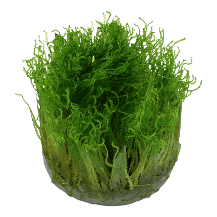 AnimalstoreXL Waterplant Taxiphyllum sp. Spiky Moss