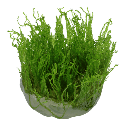 AnimalstoreXL Waterplant Taxiphyllum Alternans Taiwan Moss