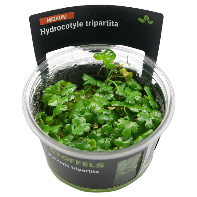 AnimalstoreXL Hydrocotyle Tripartita in-vitro