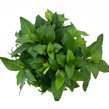 AnimalstoreXL Staurogyne Repens in-vitro