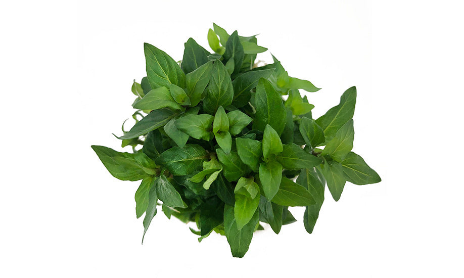 AnimalstoreXL Staurogyne Repens in-vitro