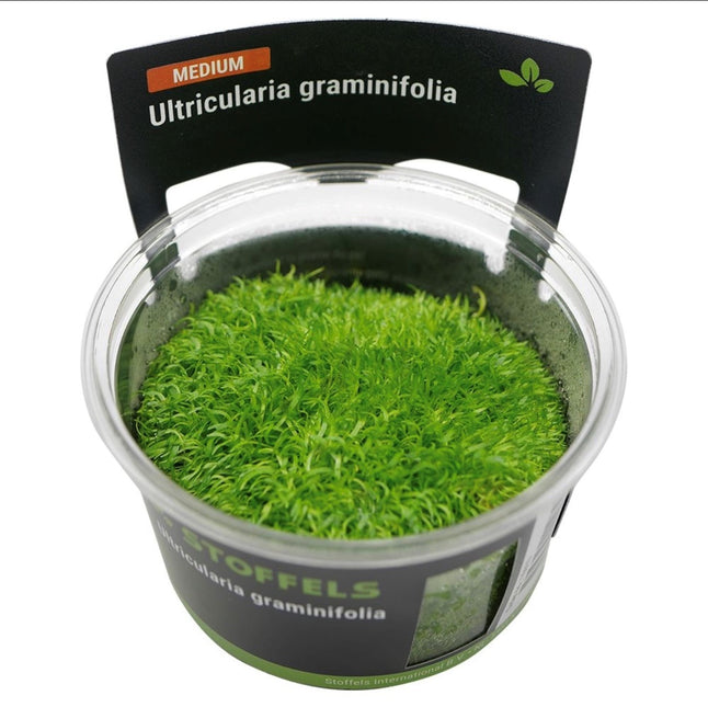 AnimalstoreXL Utricularia graminifolia in-vitro