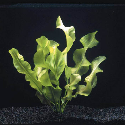 AnimalstoreXL Waterplant Aponogeton Ulvaceus Knolplant