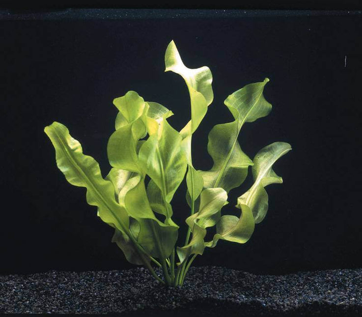 AnimalstoreXL Waterplant Aponogeton Ulvaceus Knolplant