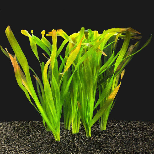 AnimalstoreXL Waterplant Vallisneria Gigantea Bundel 5+1 gratis!