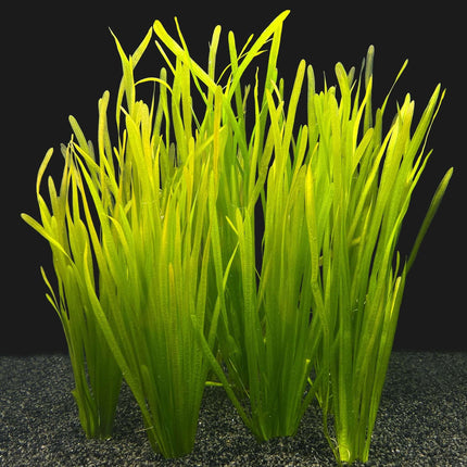 AnimalstoreXL Waterplant Vallisneria Spiralis bos Bundel 8+2 GRATIS