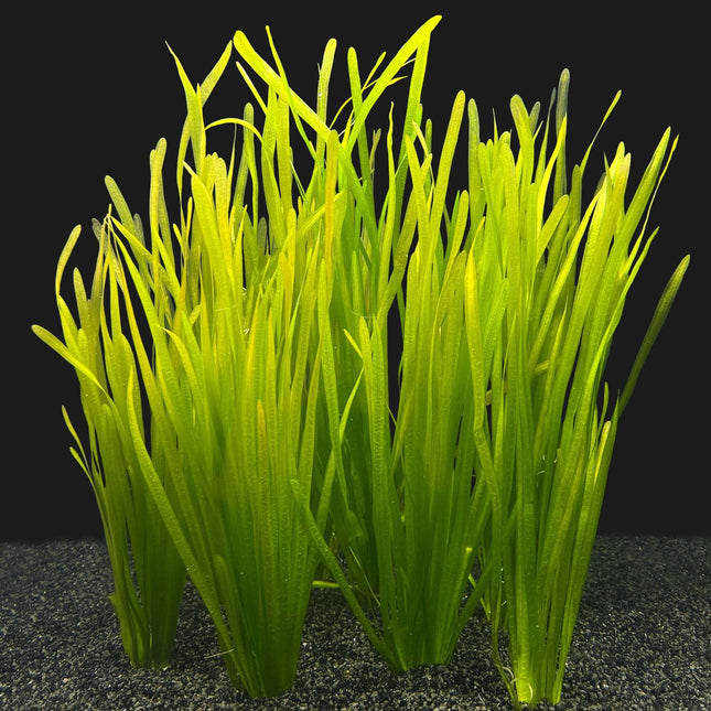 AnimalstoreXL Waterplant Vallisneria Spiralis bos Bundel 8+2 GRATIS