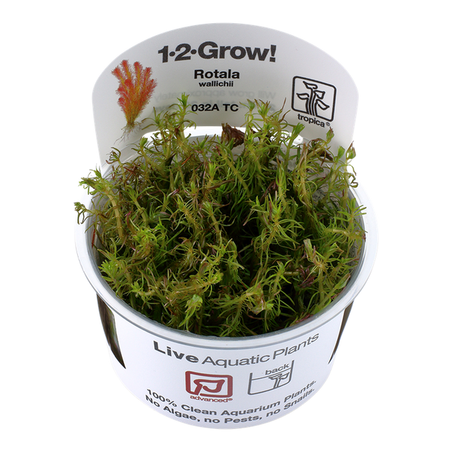 AnimalstoreXL Rotala Wallichii