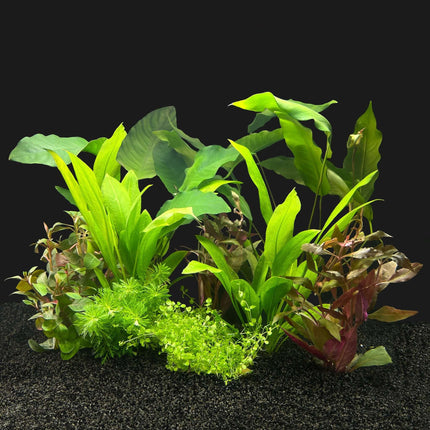 AnimalstoreXL Waterplant Plantenpakket Zuid-Amerika Large