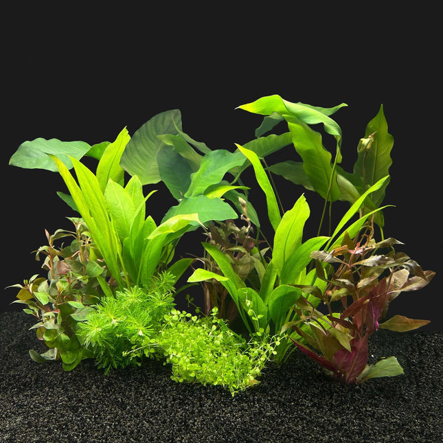 AnimalstoreXL Waterplant Plantenpakket Zuid-Amerika Large