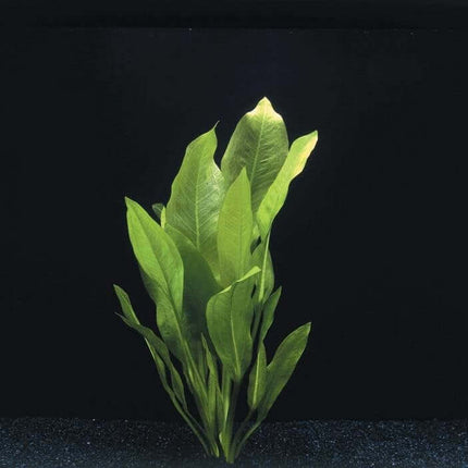 AnimalstoreXL Waterplant Echinodorus Bleheri - Extra Groot