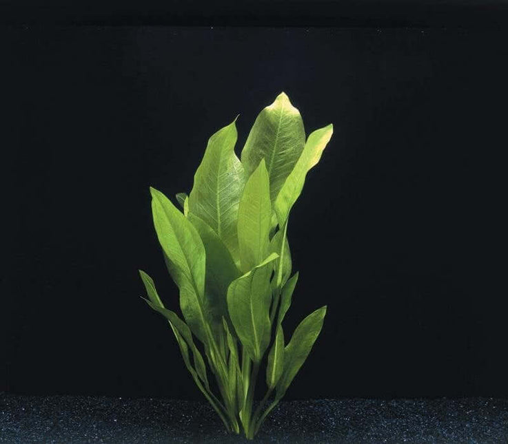 AnimalstoreXL Waterplant Echinodorus Bleheri - Extra Groot