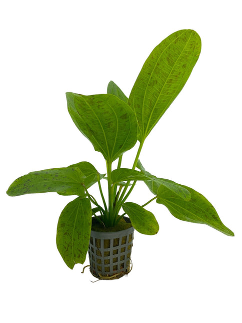 AnimalstoreXL Echinodorus Ozelot Groen