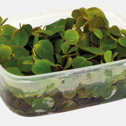 AnimalstoreXL Phyllanthus fluitans drijfplant