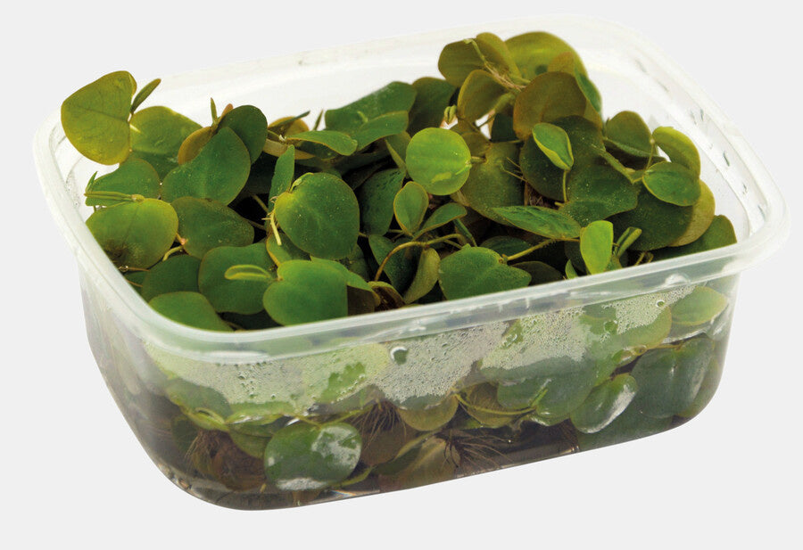 AnimalstoreXL Phyllanthus fluitans drijfplant