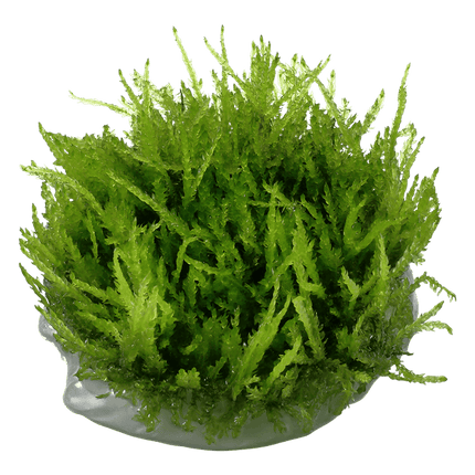 AnimalstoreXL Waterplant Vesicularia Ferriei Weeping Moss